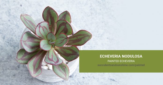 Echeveria nodulosa Painted Echeveria care and propagation information