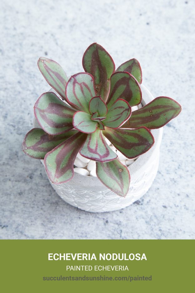 How to care for and propagate Echeveria nodulosa Painted Echeveria