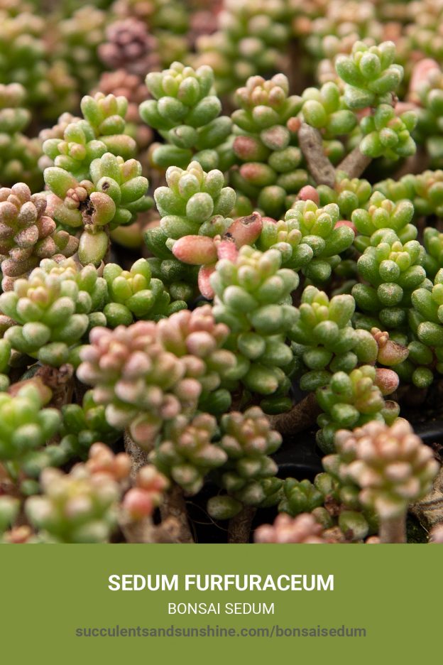 How to care for and propagate Sedum furfuraceum Bonsai Sedum