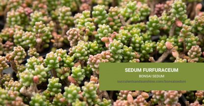 Sedum furfuraceum Bonsai Sedum care and propagation information