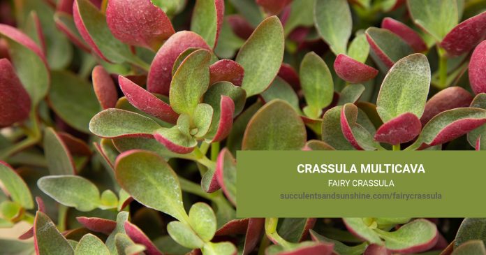 Crassula multicava care and propagation information