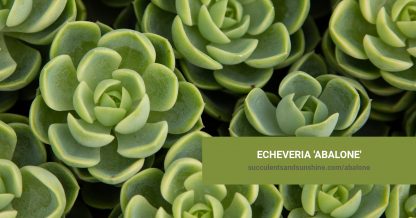 Echeveria 'Abalone' care and propagation information