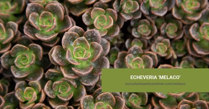 Echeveria 'Melaco' care and propagation information