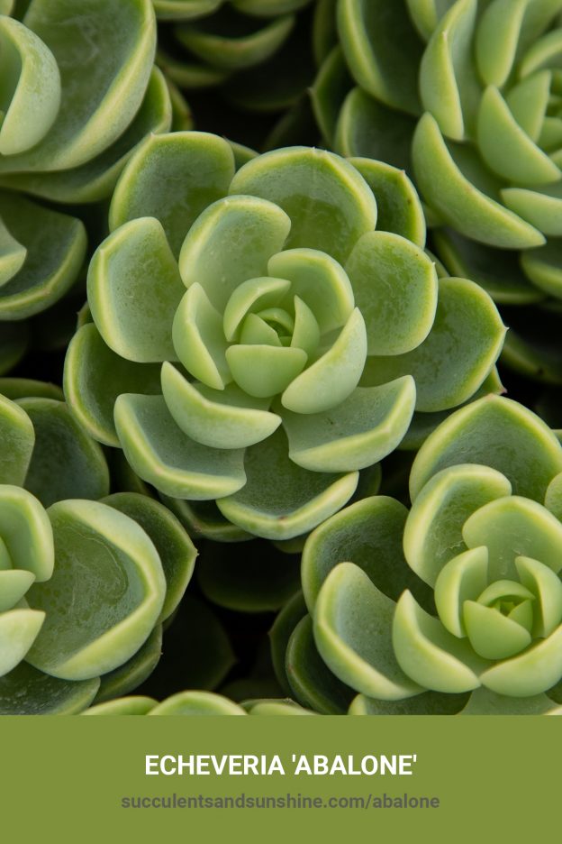 How to care for and propagate Echeveria 'Abalone'