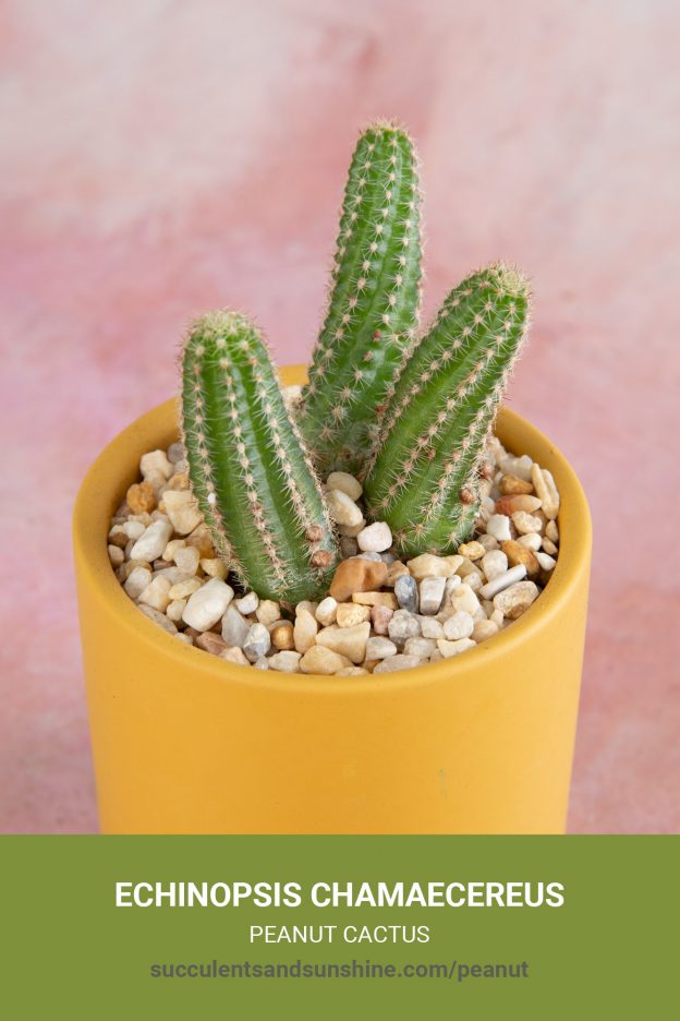 How to care for and propagate Echinopsis chamaecereus Peanut Cactus