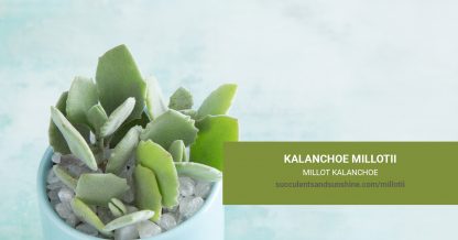 Kalanchoe millotii Millot Kalanchoe care and propagation information