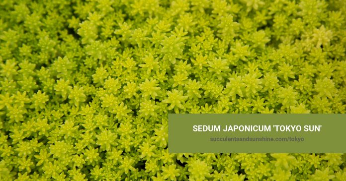 Sedum japonicum 'Tokyo Sun' care and propagation information