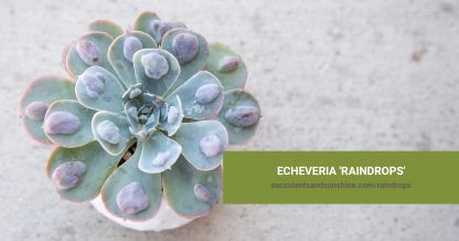 Echeveria 'Raindrops' care and propagation information