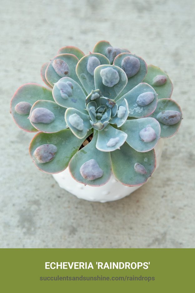 How to care for and propagate Echeveria 'Raindrops'