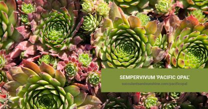 Sempervivum 'Pacific Opal' care and propagation information