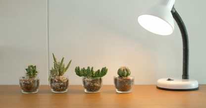 Adobe Stock 88studio lamp shining on cactus grow light desk