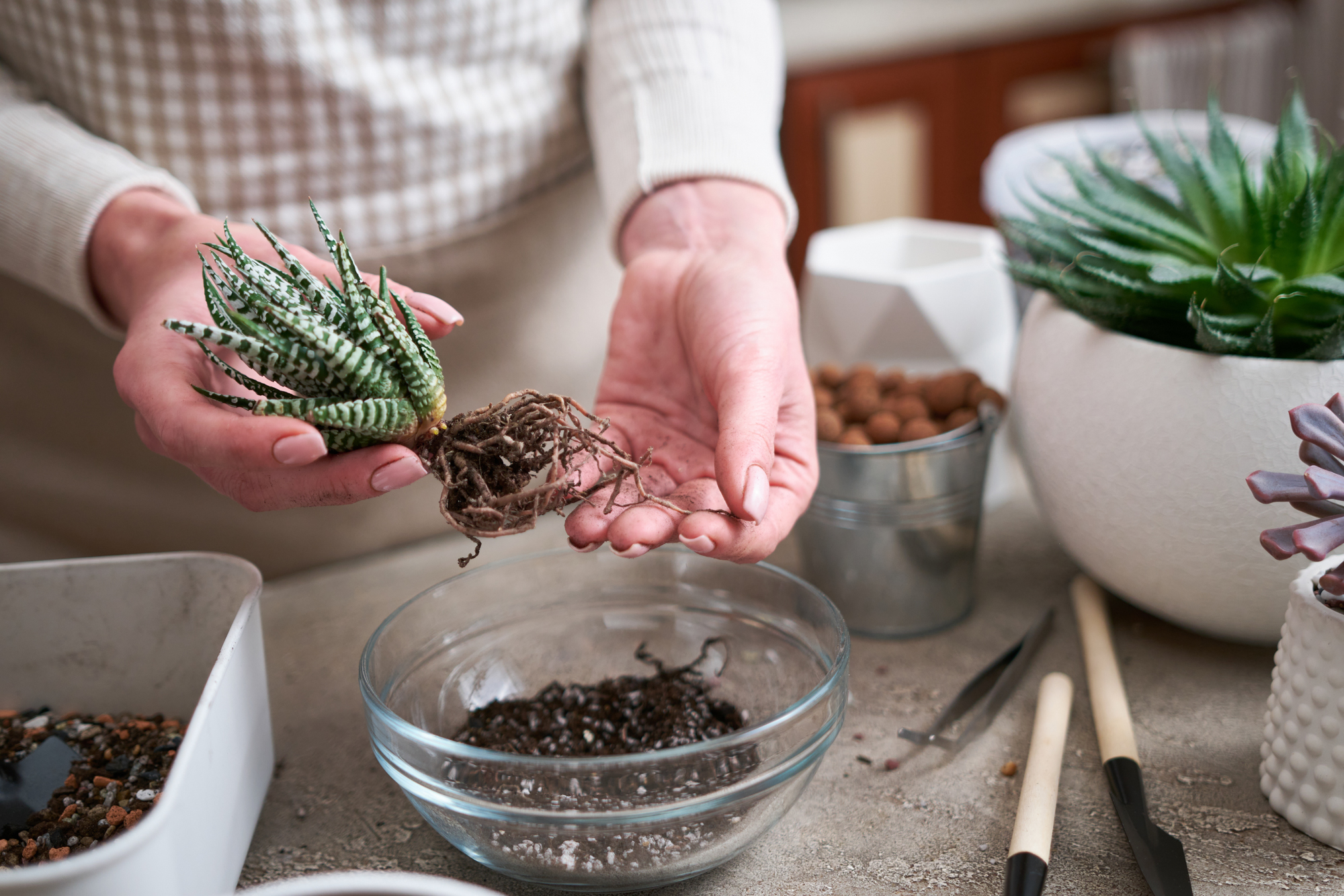 Adobe Stock Anatoly Repin replanting haworthia zebra plant