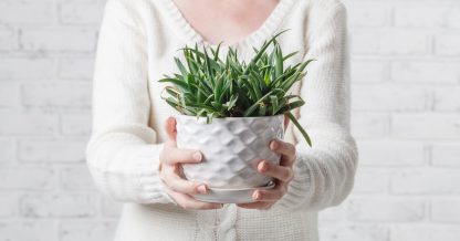 Adobe Stock Andrey Cherkasov woman holding succulent aloe white shirt pot