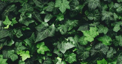 Adobe Stock Anoushkatoronto english ivy green leaves