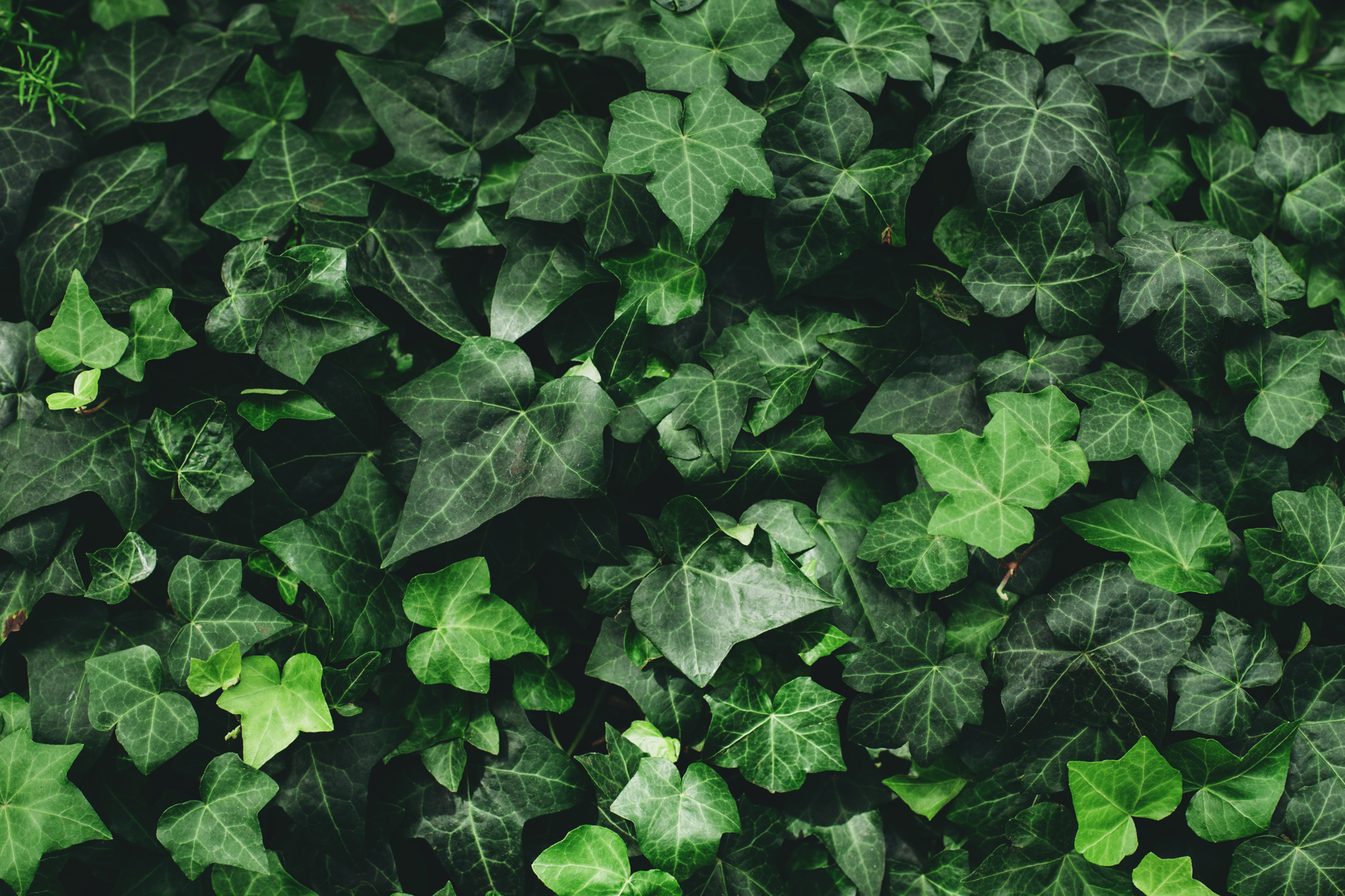 Adobe Stock Anoushkatoronto english ivy green leaves