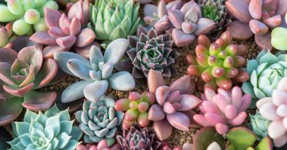 Adobe Stock Anupong colorful succulents sempervivum sedum pachyveria echeveria