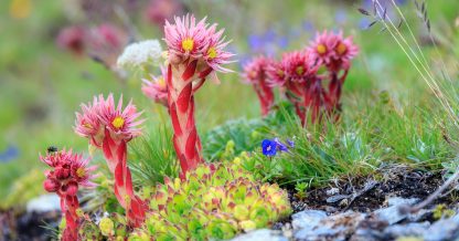 Adobe Stock Dennisvdwater sempervivum flower monocarpic bloom