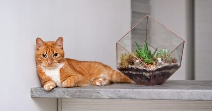 Adobe Stock Dinachi cat with succulent terrarium