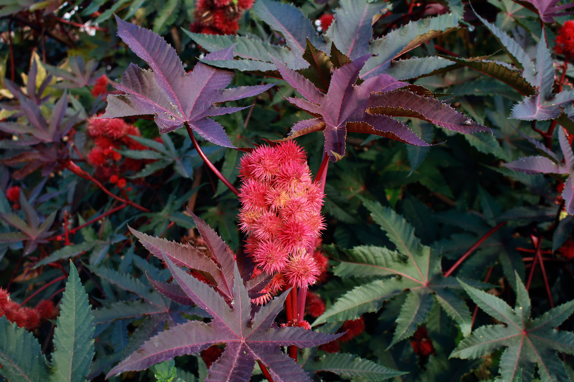 Adobe Stock Elba Cabrera castor bean plant fruit close up