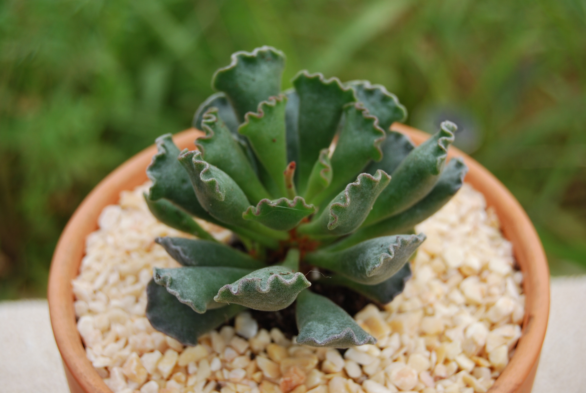 Adobe Stock Freddie Fehmi Mehmet adromischus cristatus crinkle leaf succulent