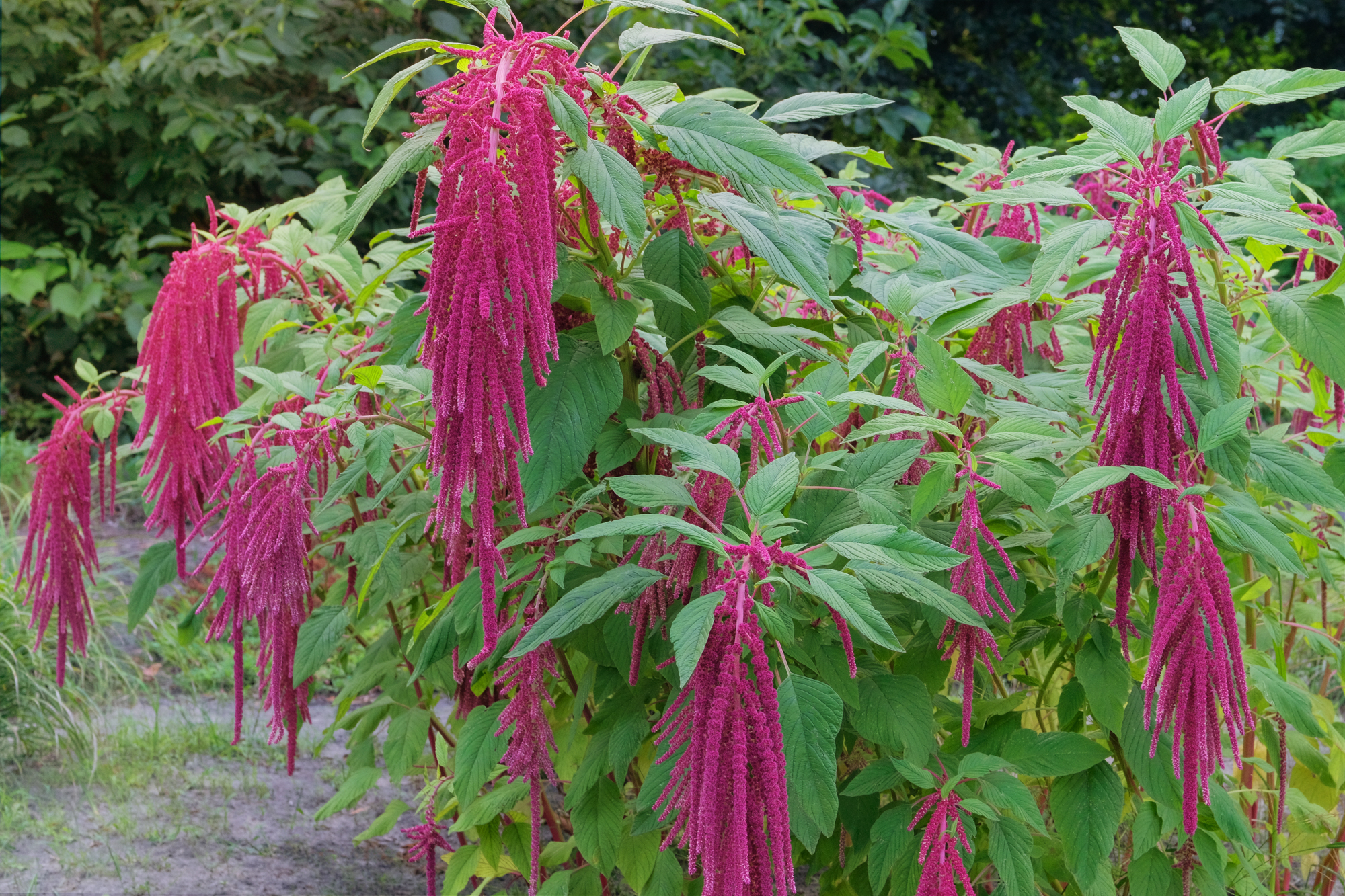 Adobe Stock Ga Na amaranthus caudatus crimson flowers