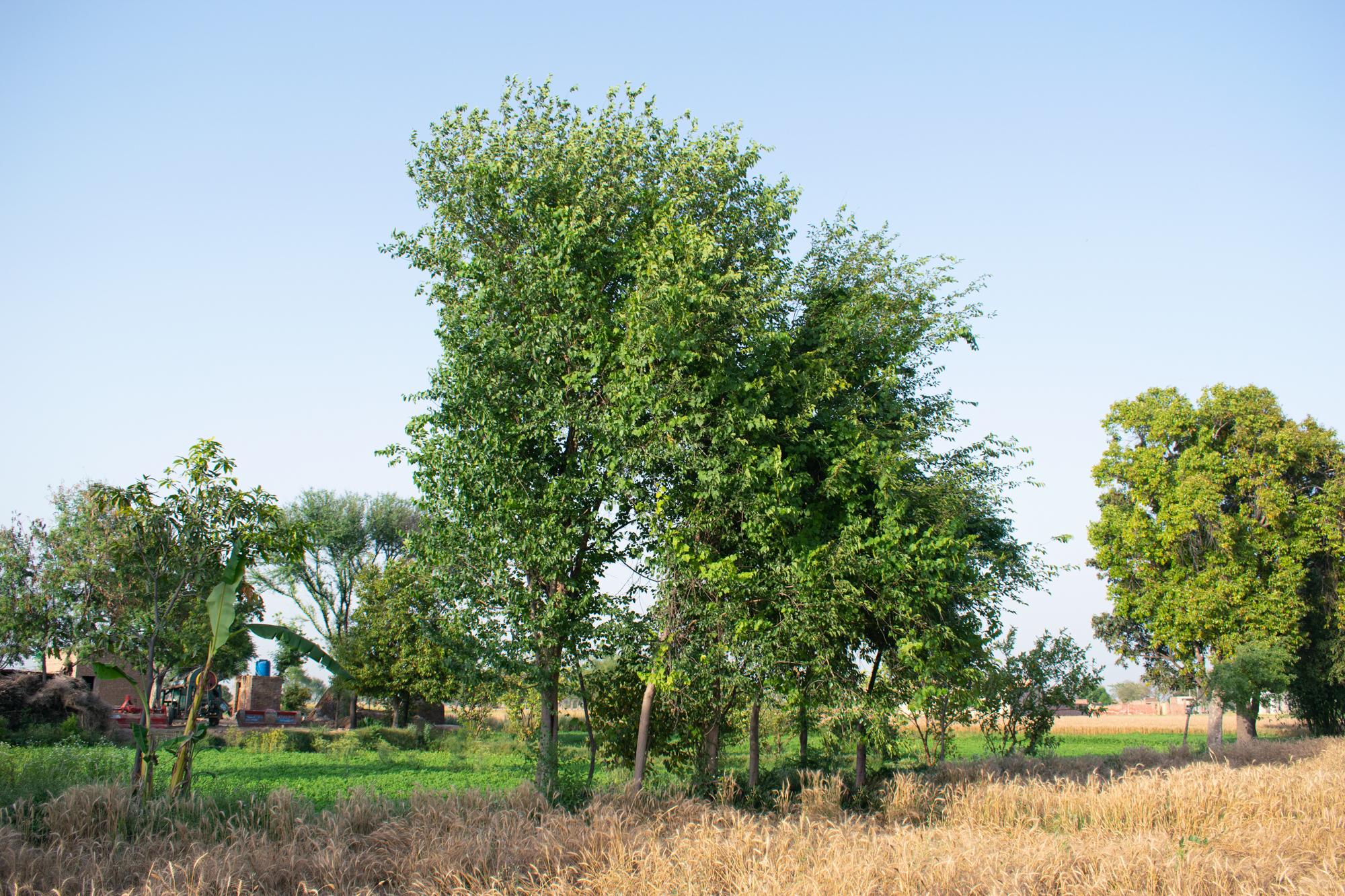 Adobe Stock Ijaz sisso indian rosewood trees