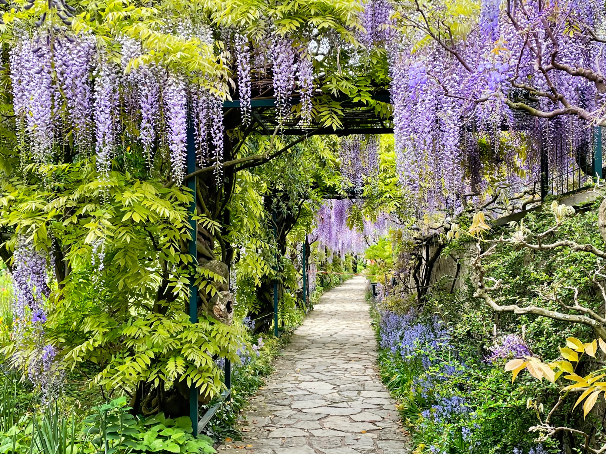 Adobe Stock Irina Schmidt wisteria blossoms in bloom walkway