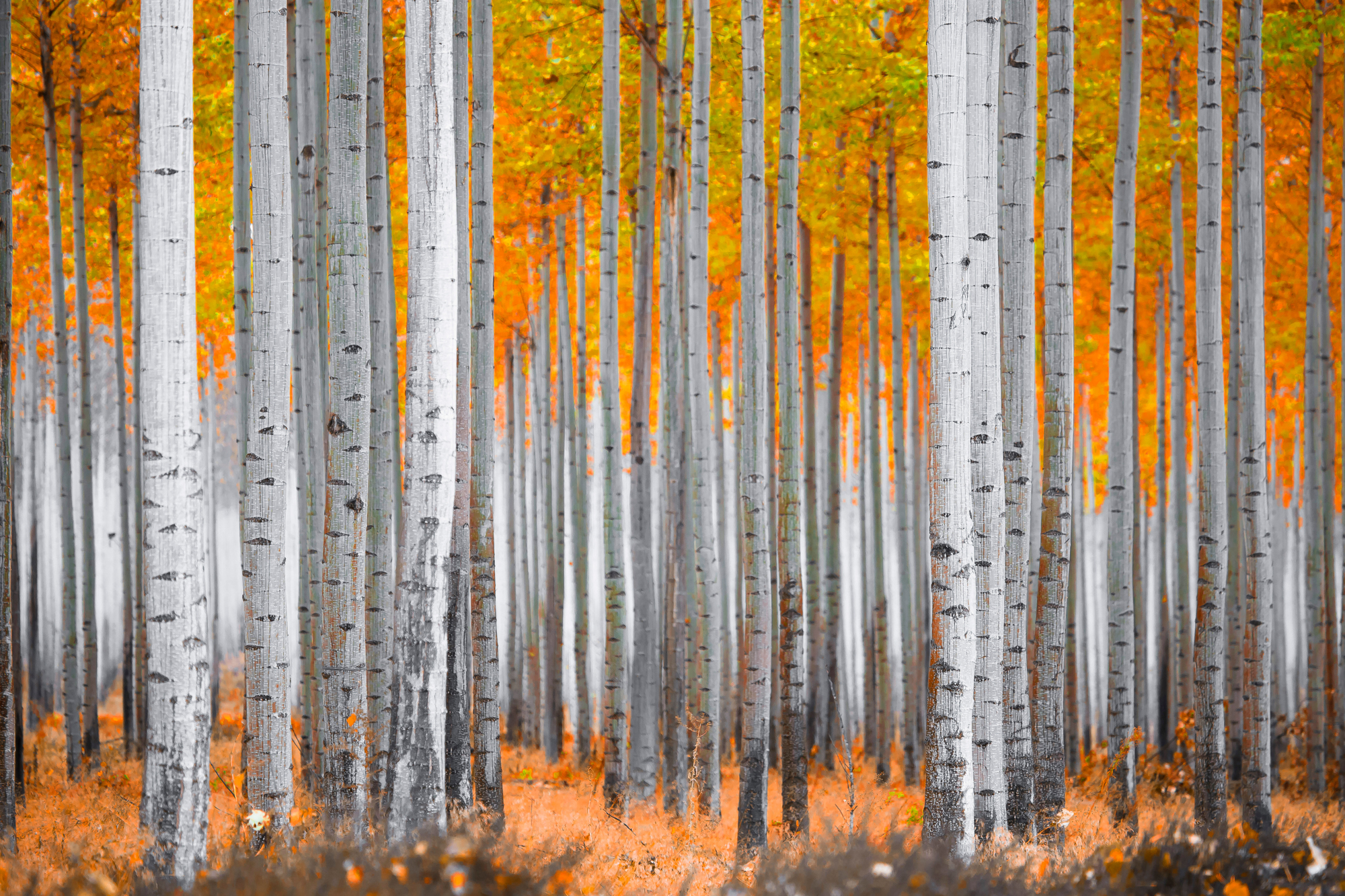 Adobe Stock James D Cawley aspen trees fall colors