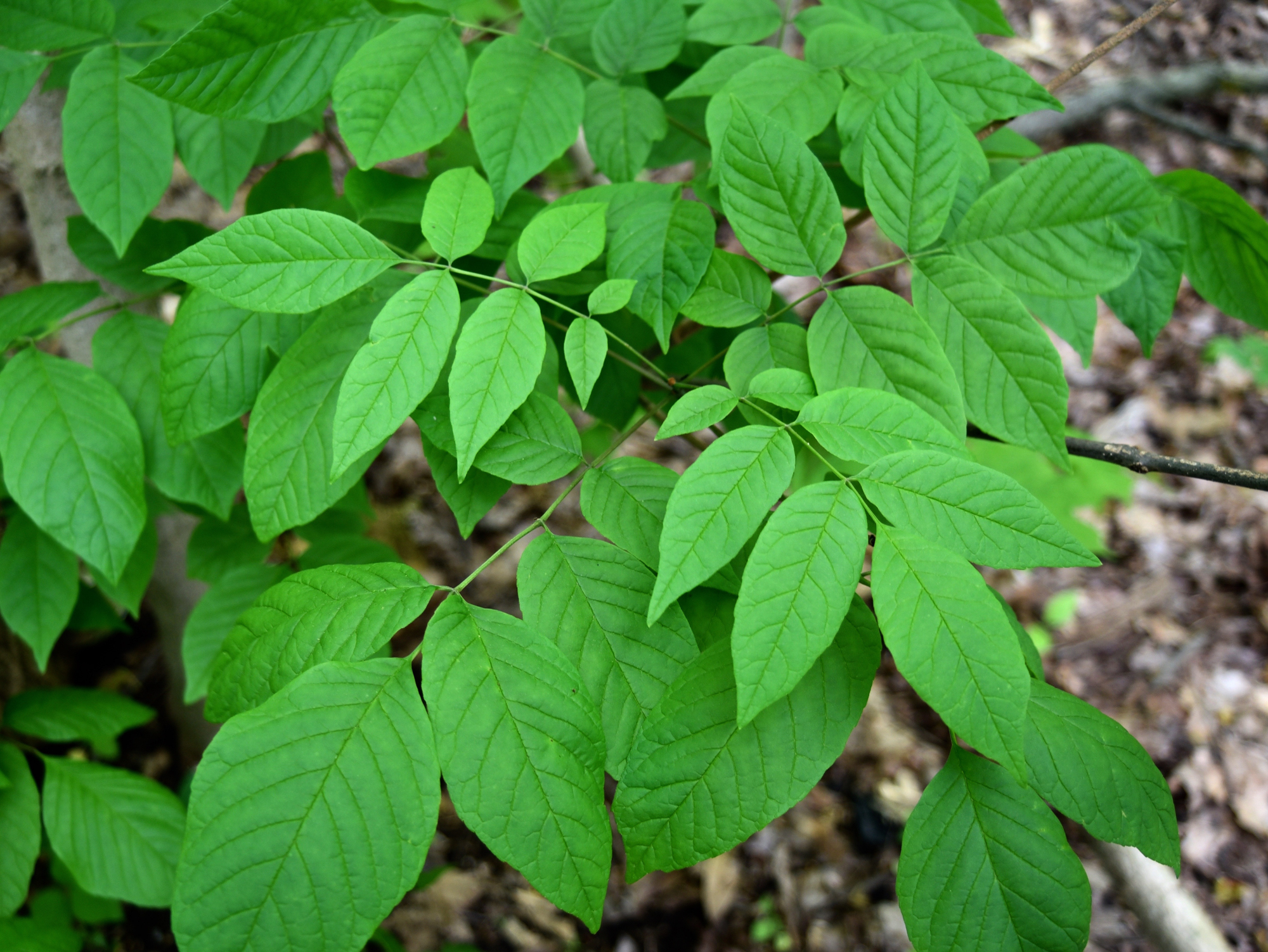 Adobe Stock Kyle Selcer leaves of white ash tree