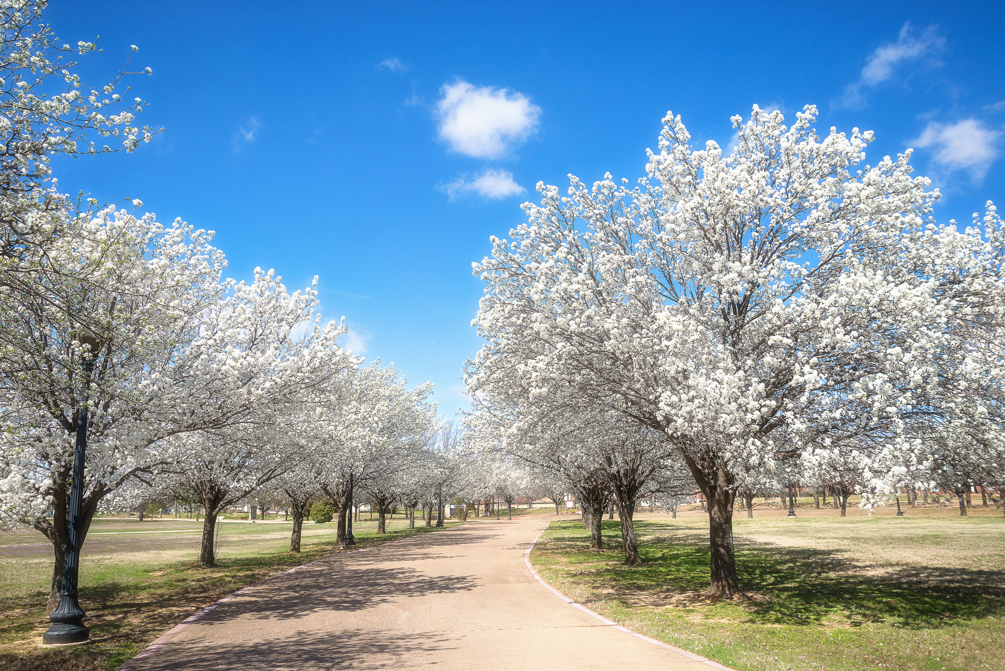 Adobe Stock Leekris white bradford pear trees blooming along street blue sky