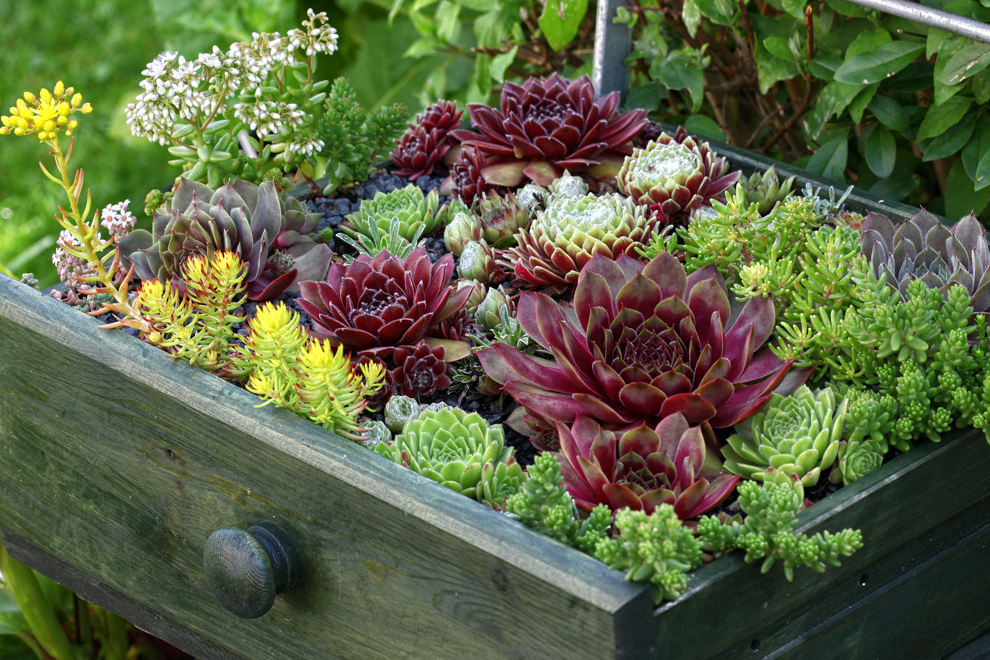 Adobe Stock Macrossphoto sempervivum cold hardy sedum planted in drawer