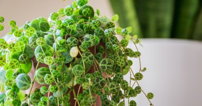 Adobe Stock Maritxu22 string of turtles peperomia prostrata