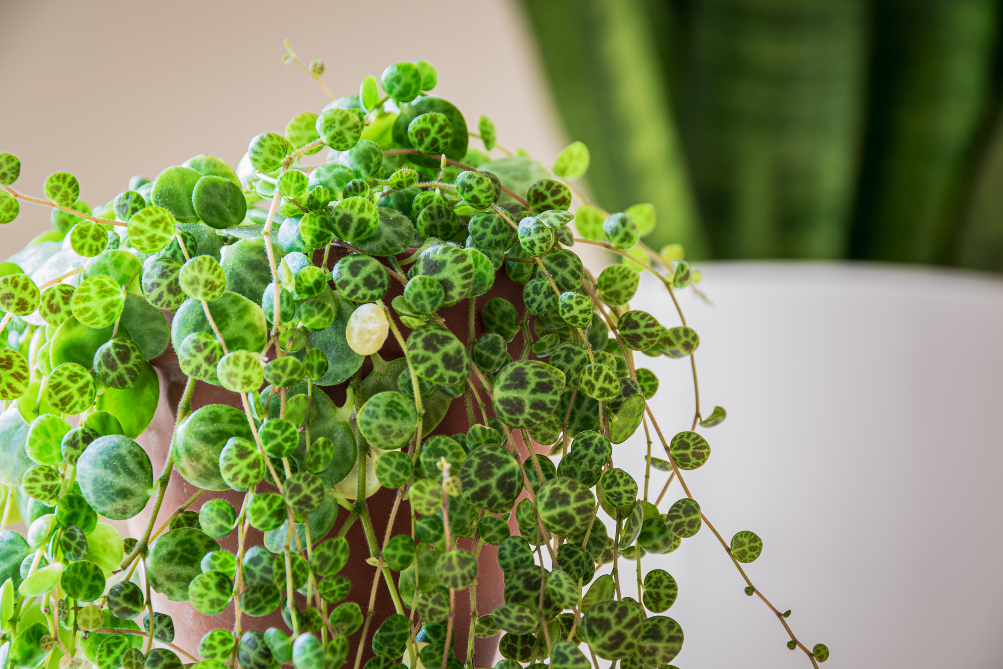 Adobe Stock Maritxu22 string of turtles peperomia prostrata