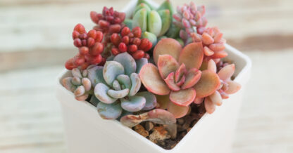 Adobe Stock Millaf colorful arrangement green pink red blue orange succulents white pot