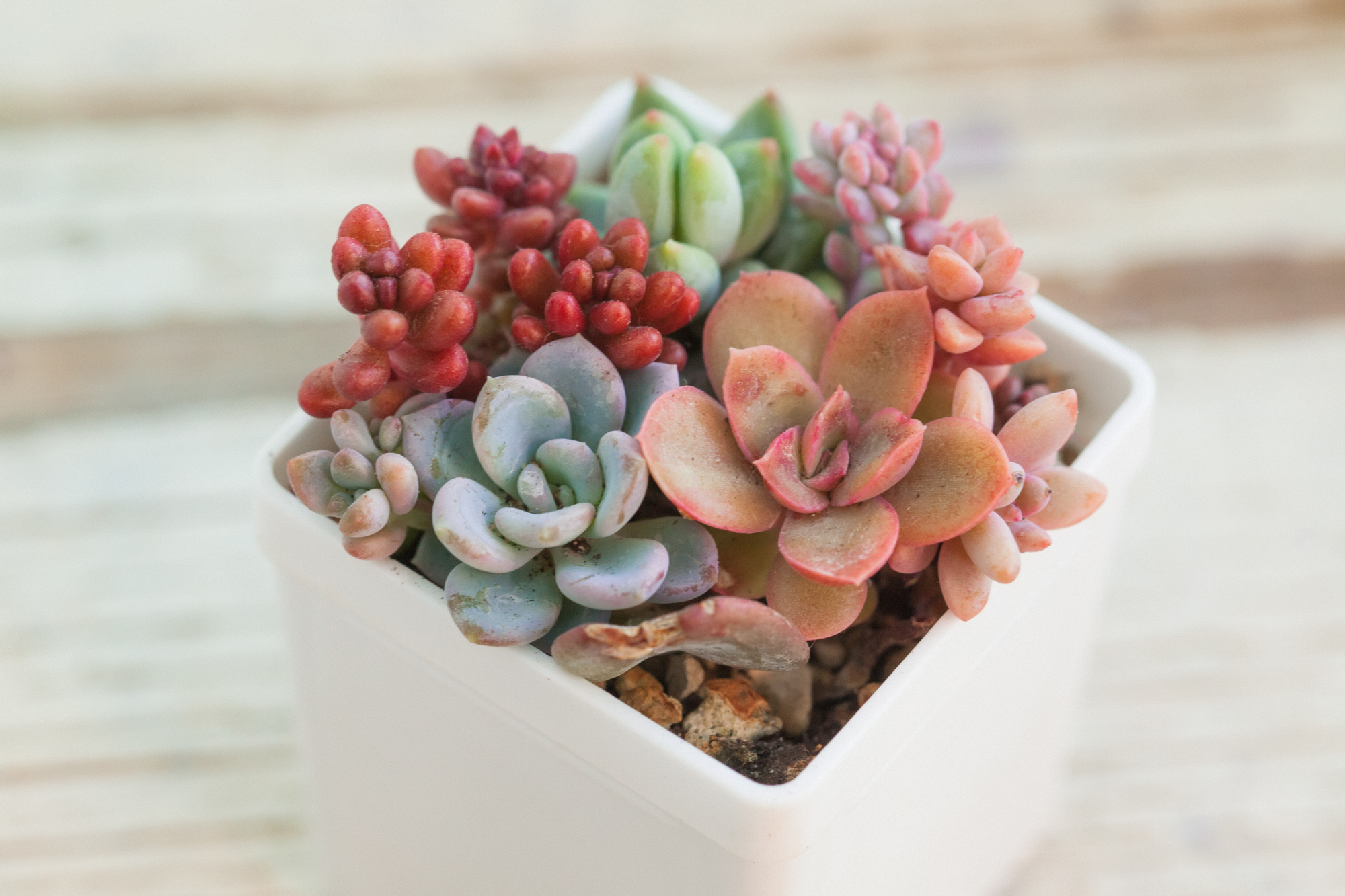 Adobe Stock Millaf colorful arrangement green pink red blue orange succulents white pot