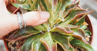 Adobe Stock Nanihta succulent with mealy bugs in center