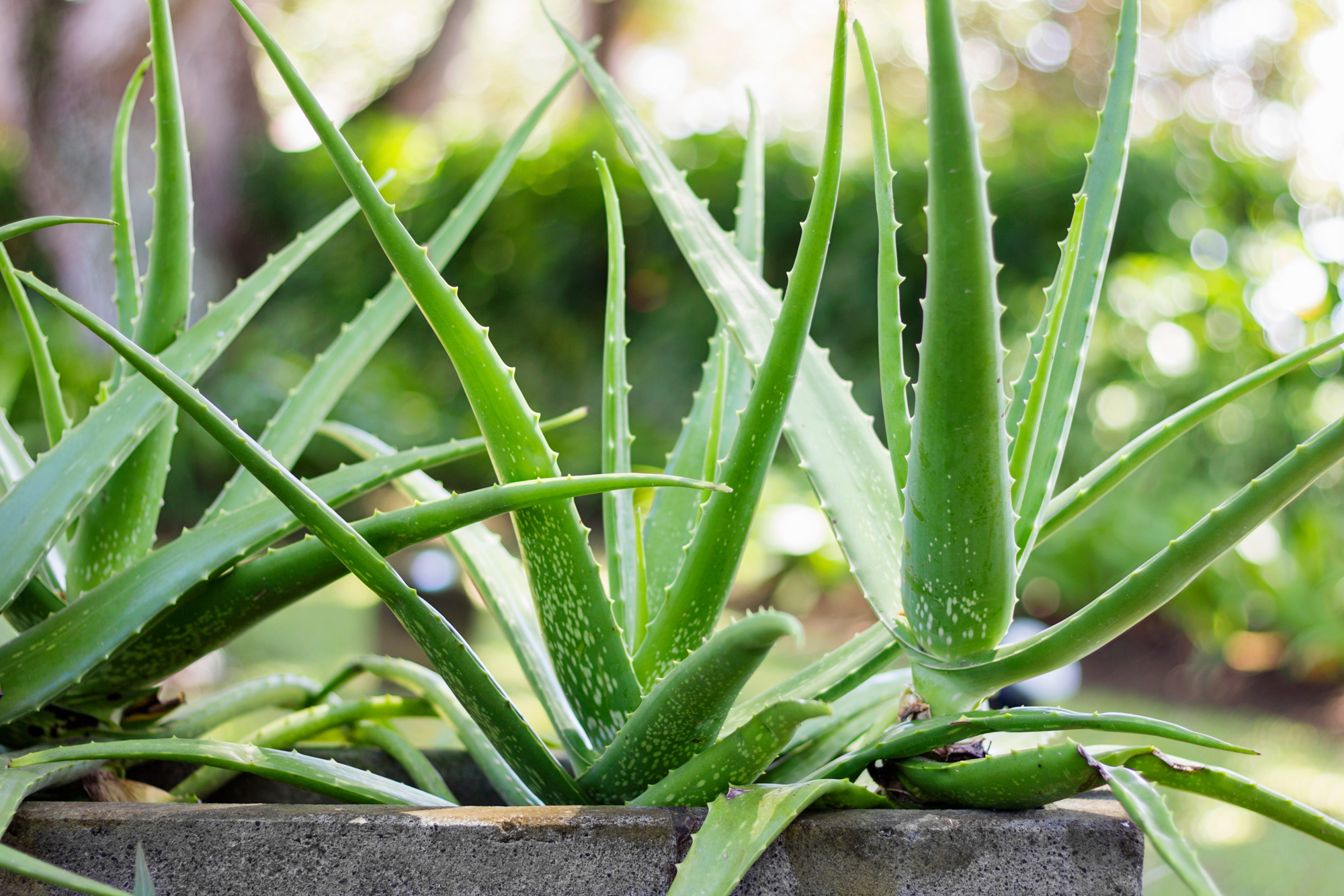 Adobe Stock Nevada31 Aloe vera plant concrete