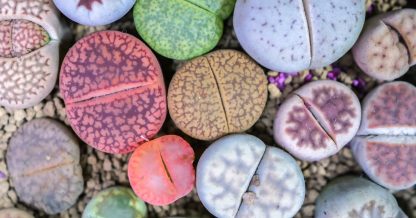 Adobe Stock Nitiphol colorful lithops close up