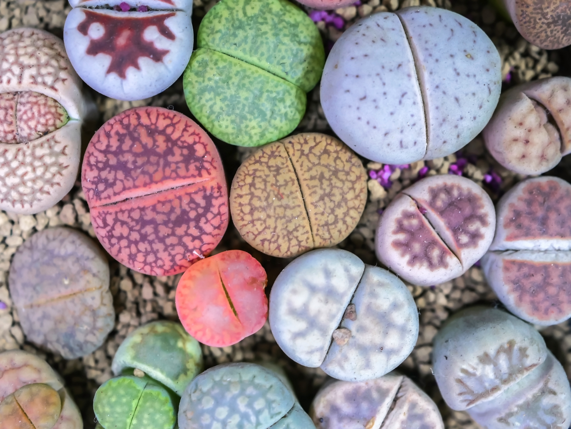 Adobe Stock Nitiphol colorful lithops close up