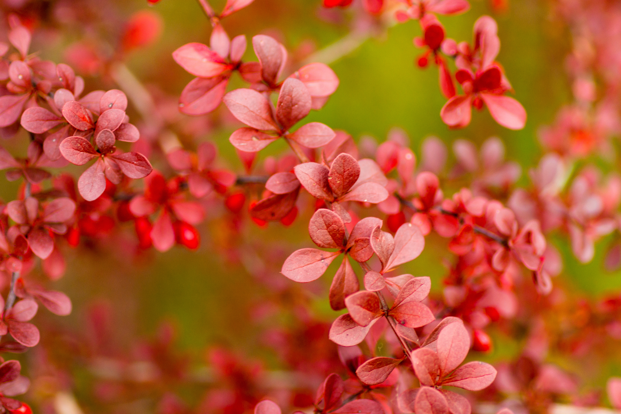 Adobe Stock Olga K ornamental japanese barberry