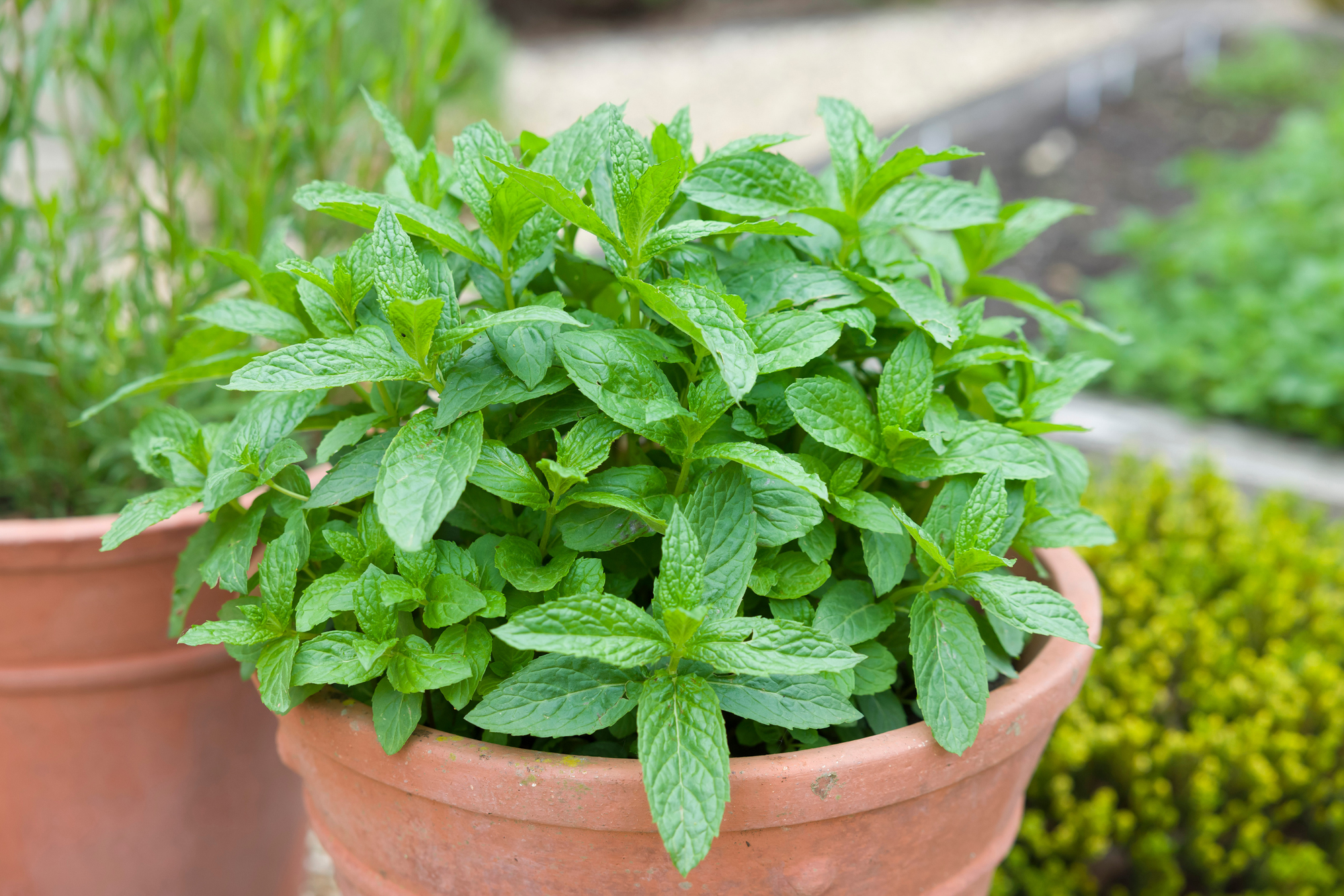 Adobe Stock Paul Maguire fresh mint plant growing in a pot