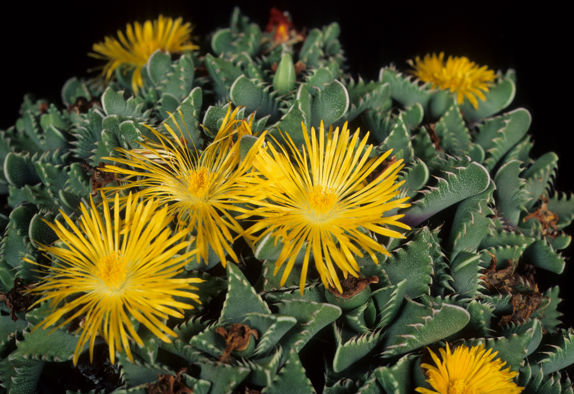 Adobe Stock Pixaterra faucaria uniondalensis blooming yellow flower