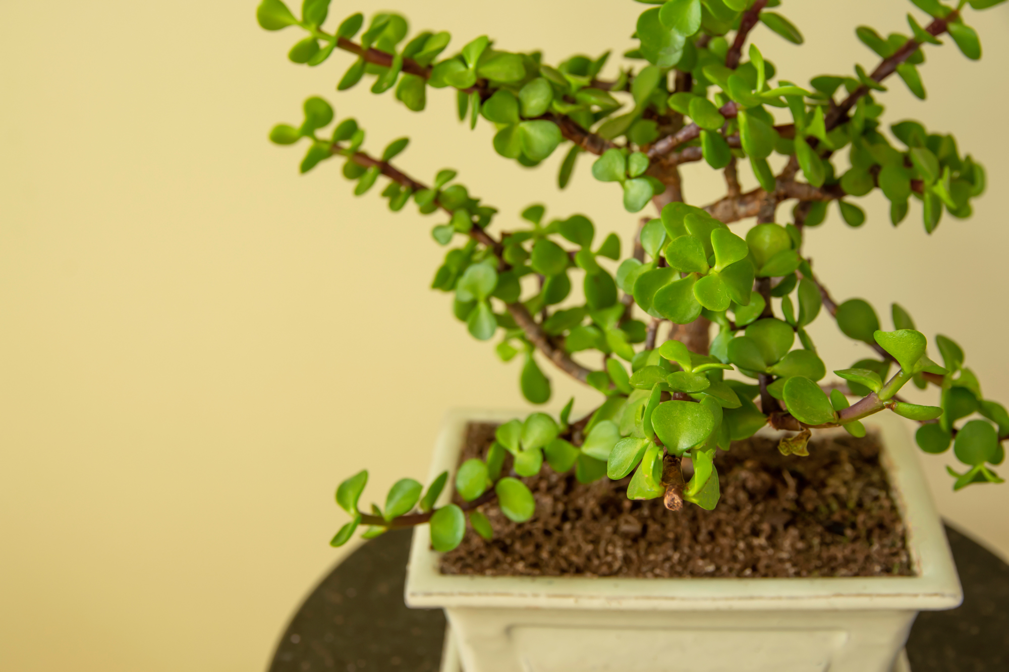 Adobe Stock Renata Ka portulacaria afra bonsai pot elephant bush