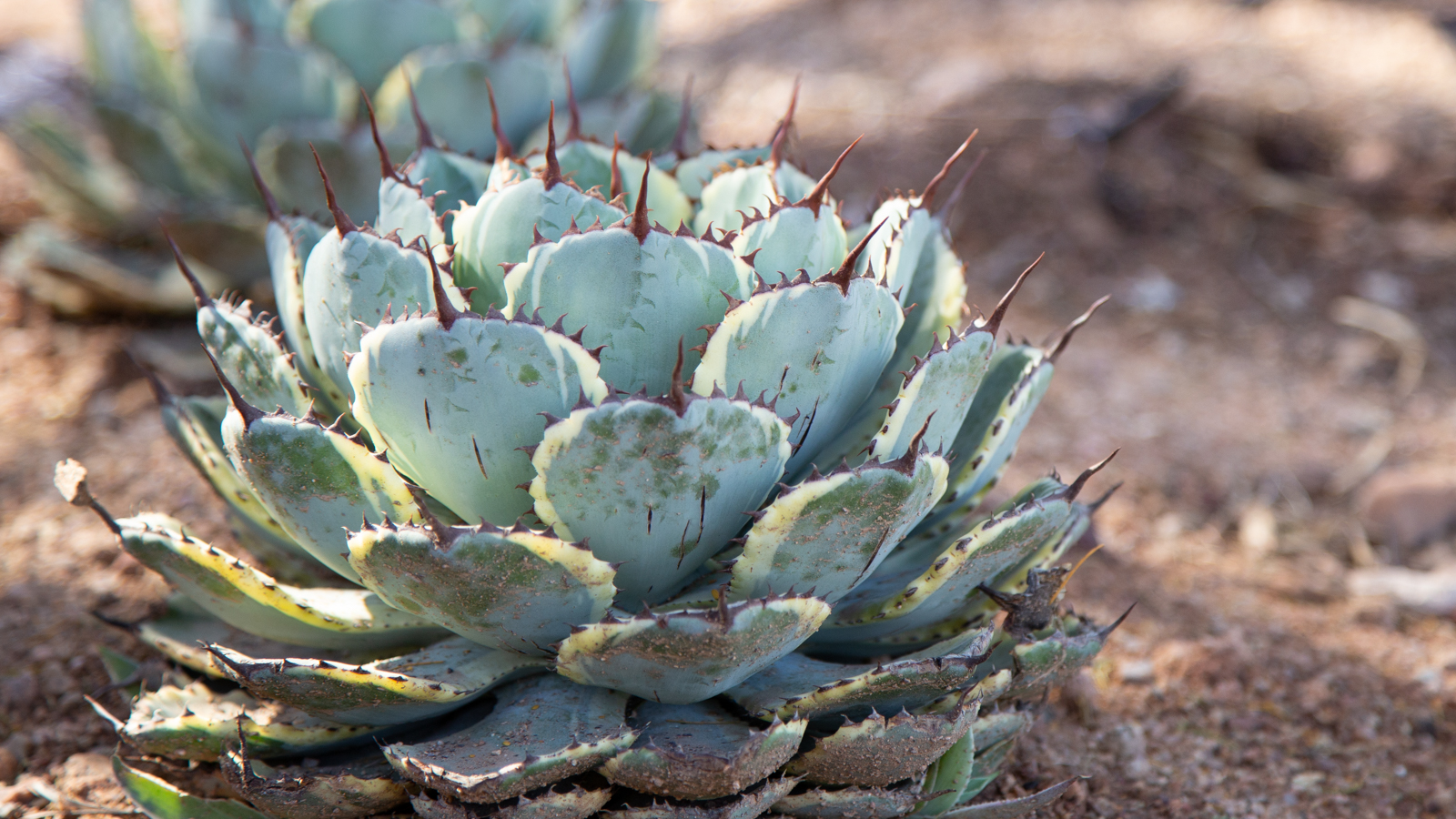 Agave potatorum quad color succulent