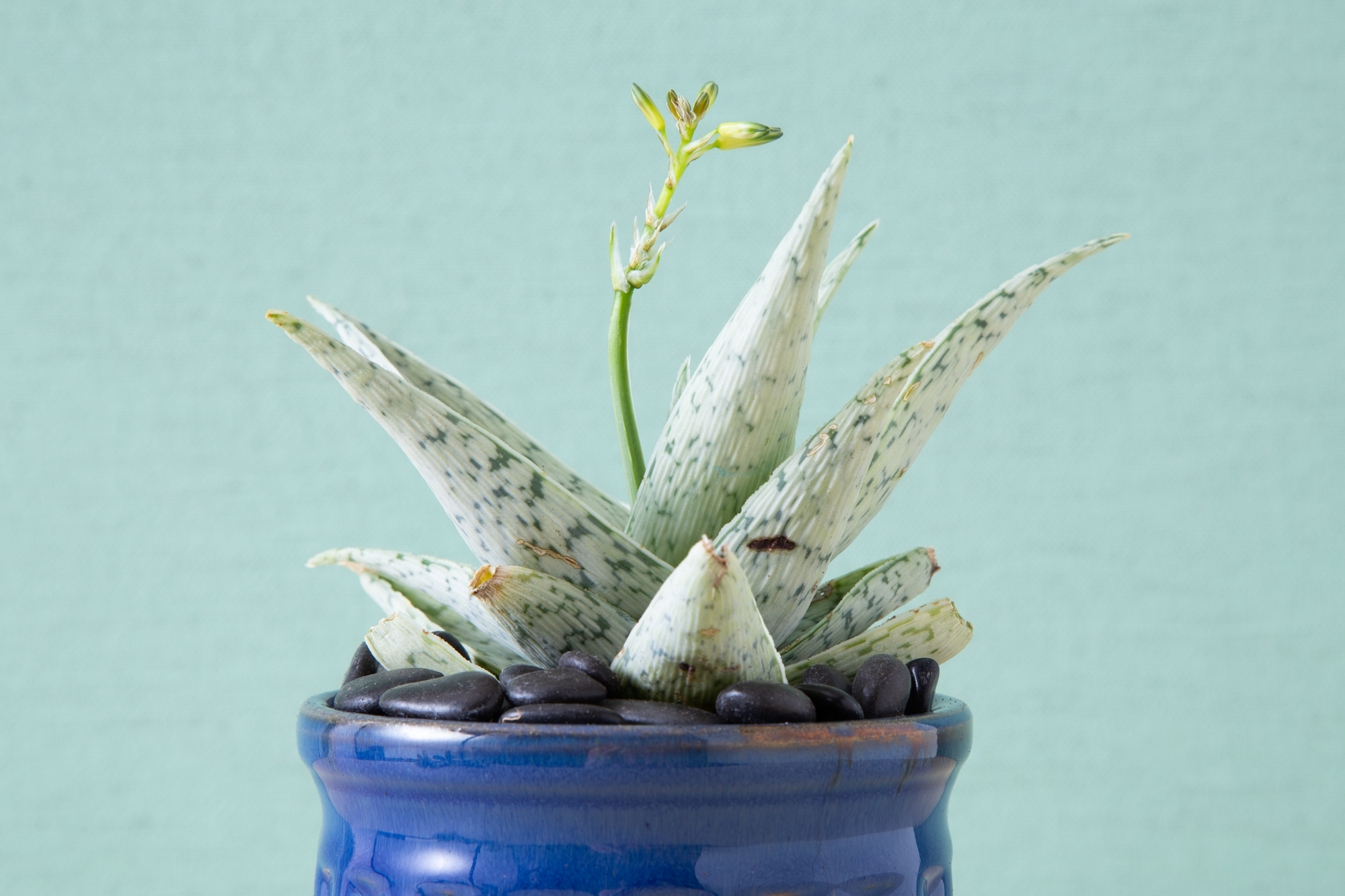 Aloe Doran Black in blue pot