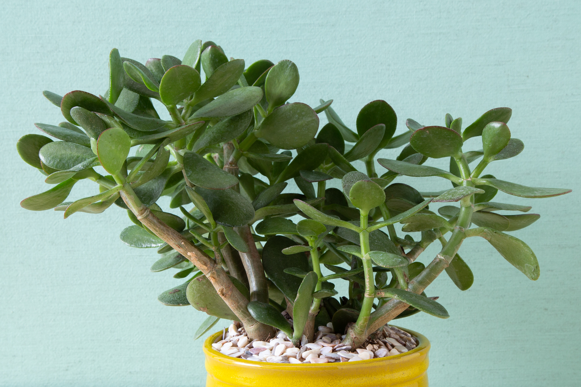 Crassula ovata jade money tree succulent