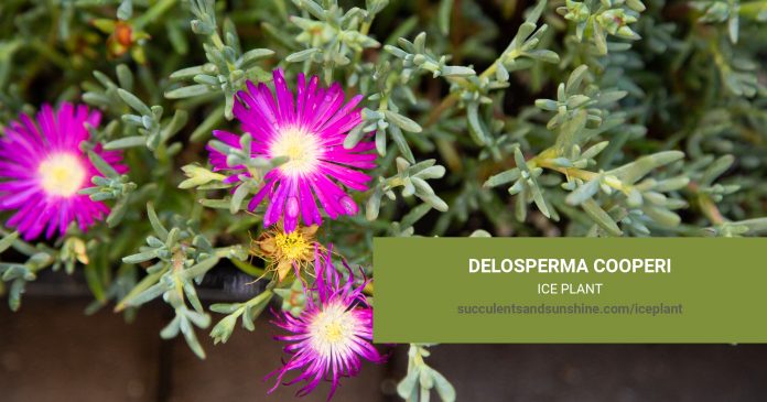 Delosperma cooperi Ice Plant care and propagation information