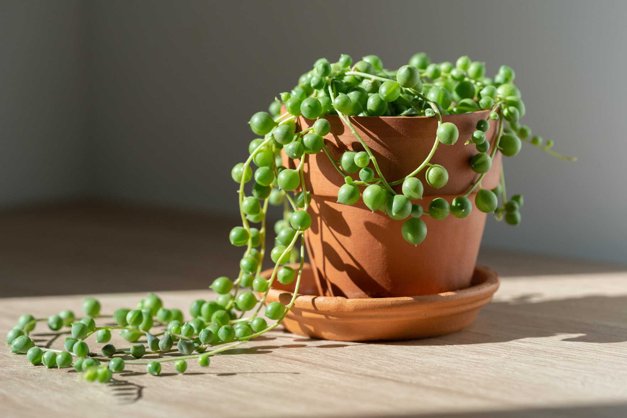 Dima Berlin Shutterstock senecio string of pearls terra cotta pot