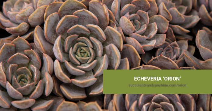 Echeveria 'Orion' care and propagation information