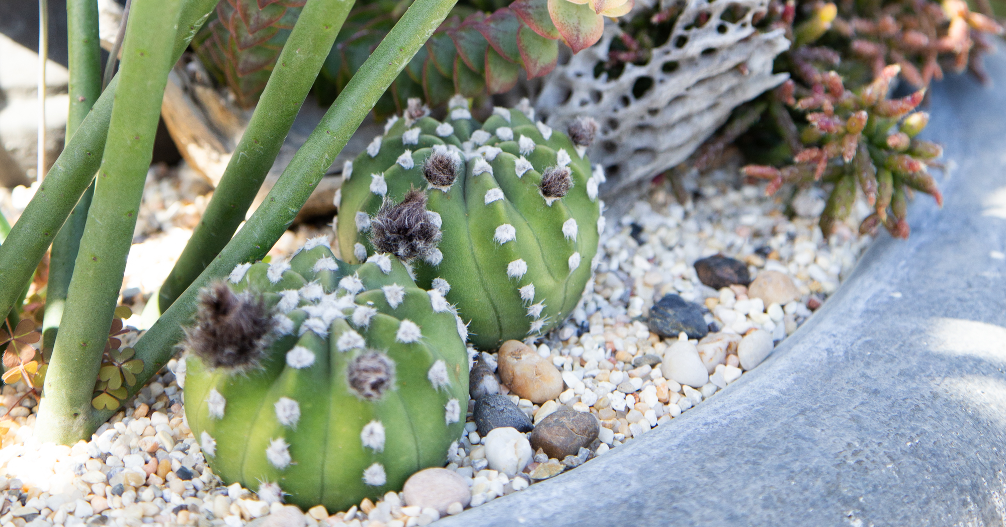 Echinopsis Domino cactus gray fuzzy flowers